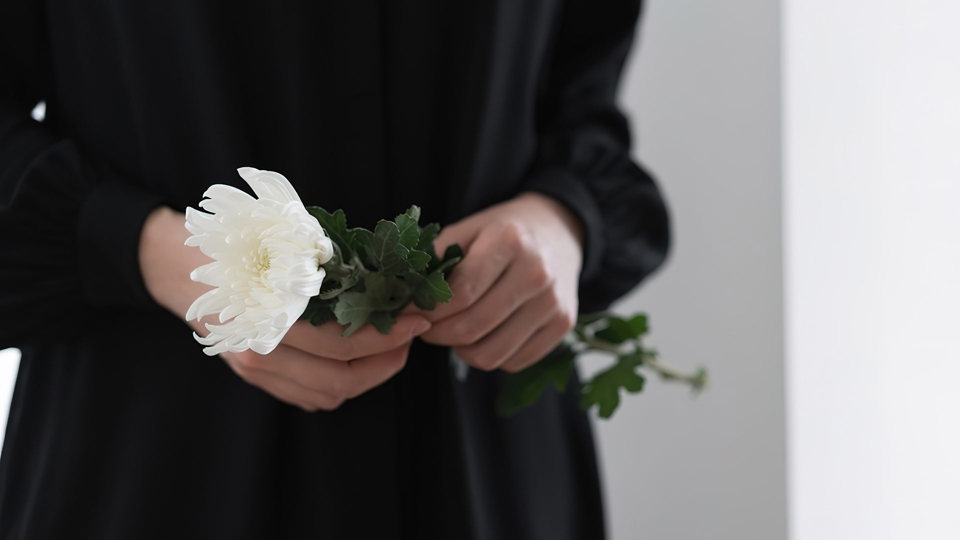 Hand,Holding,The,White,Chrysanthemum